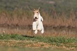 FOX TERRIER 475